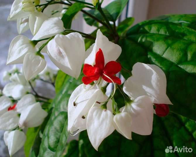 Клеродендрум Томсона