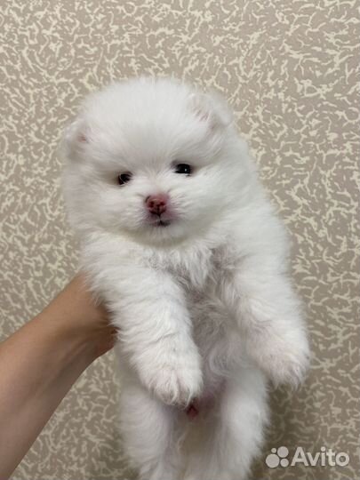 Шпиц мини мишка