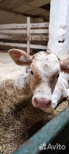 Бычки и телочки швиц