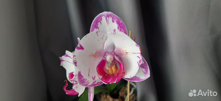Орхидея фаленопсис Champion lighting