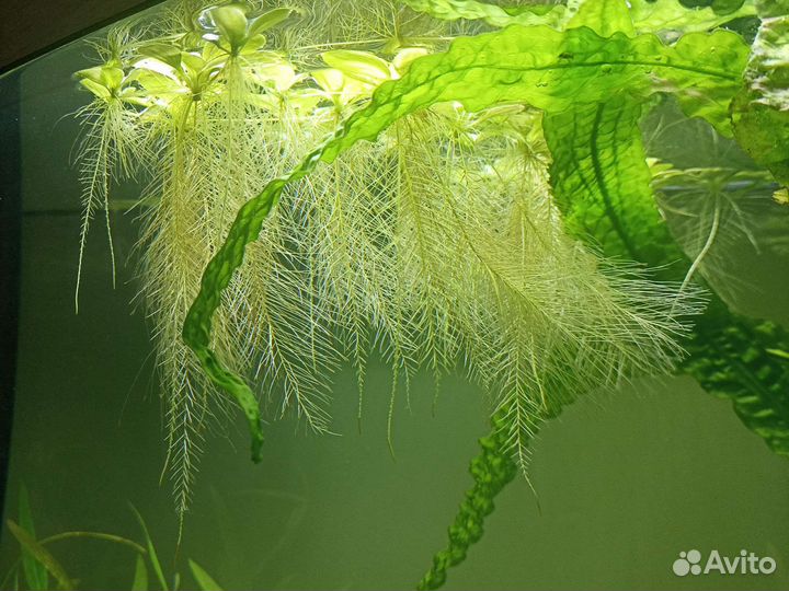 Пистия аквариумные растения мох риччия валиснерия