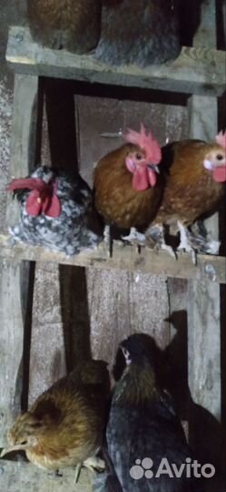 Петух декоративный