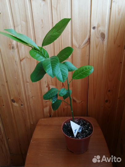 Лимон, Лимонное дерево, саженцы лимона