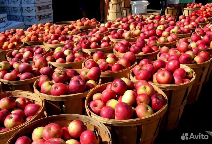 Работа Сборщиком яблок. Вахта