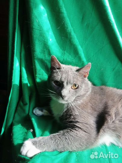 Котик в добрые руки