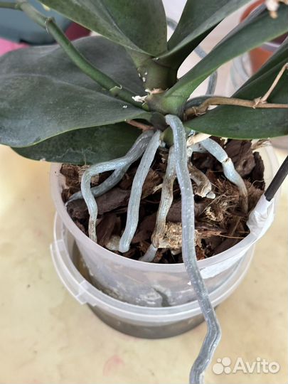 Орхидея фаленопсис