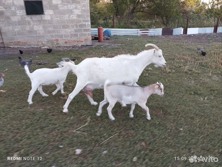 Камерунские козы козлята