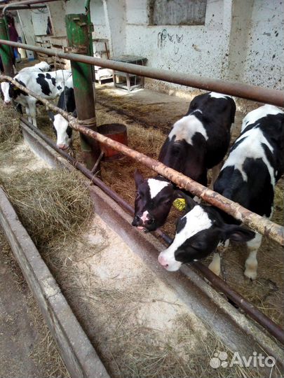 Бычки на откорм