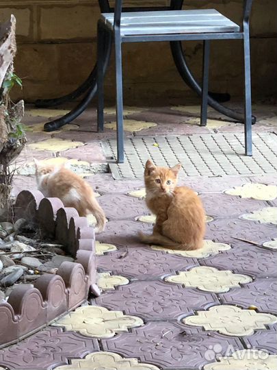 Котята ищут дом