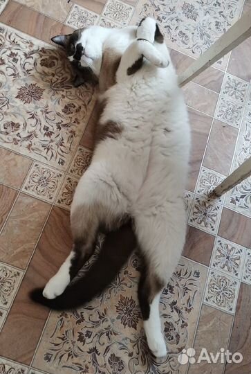 Кошка в дар