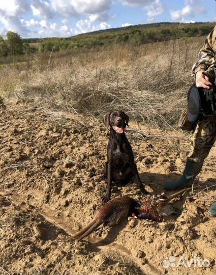 Щенки курцхаара