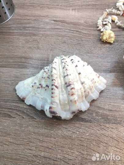 Ракушка морская большая