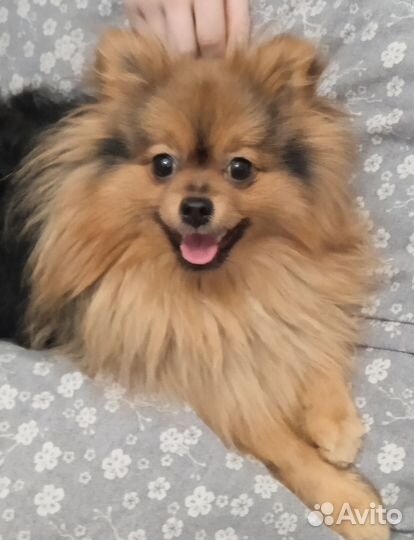 Передержка для животных, Дог-ситтер/зооняня