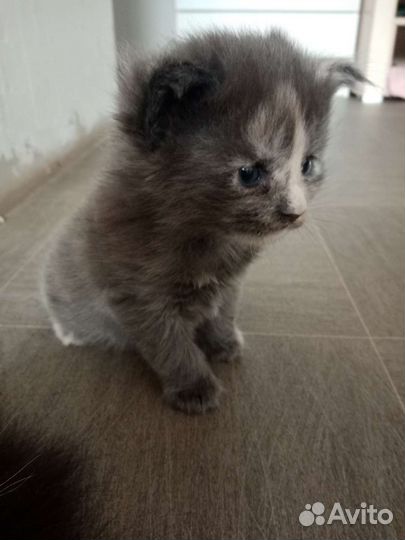 Кошка Мейн-кун