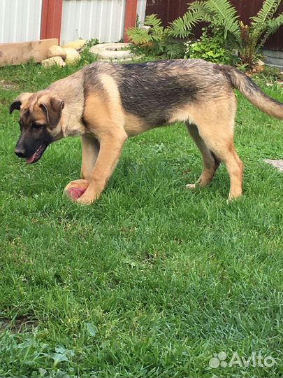 Щенок ищет дом