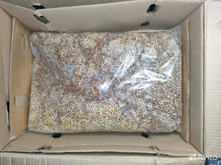 Зерновой мицелий Вешенки разных штаммов