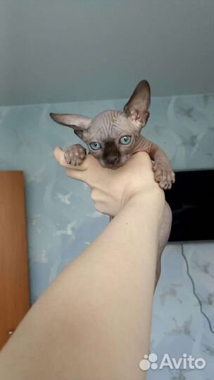 Канадский сфинкс котятки