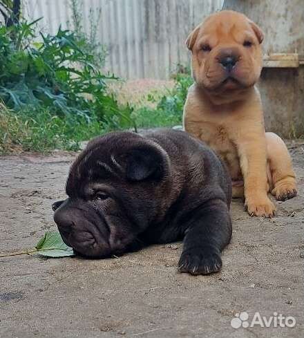 Щенки шарпей