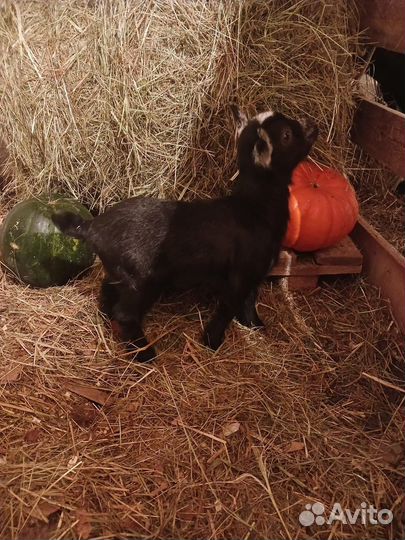 Камерунские козочки