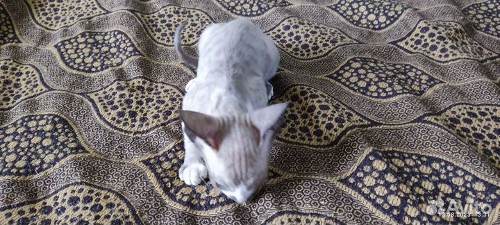 Котята 1.5 месяца