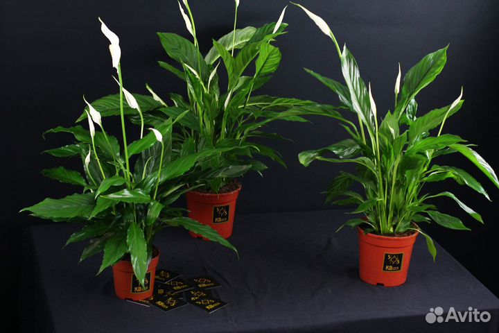 Спатифиллум\Женское счастье\Комнатные растения