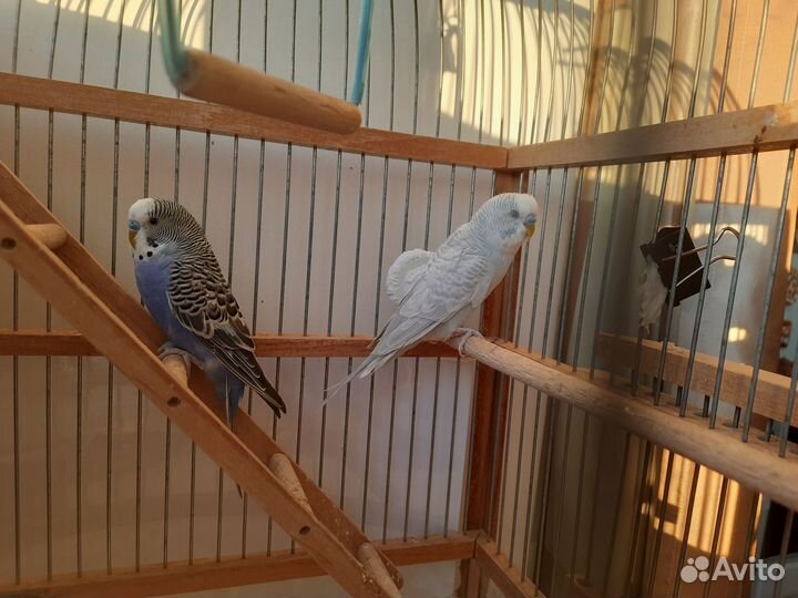 Волнистый попугай