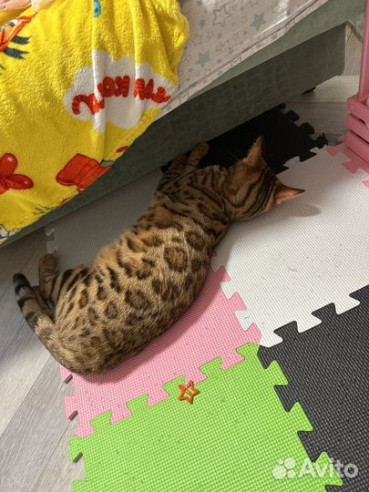 Бенгальская кошка в добрые руки