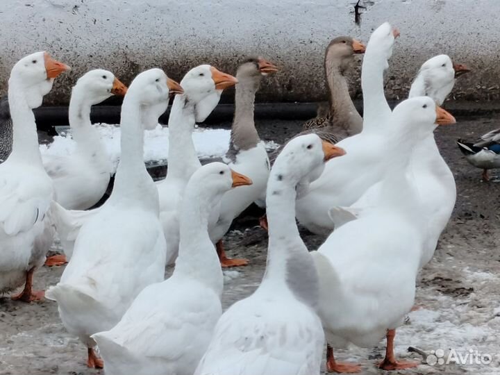 Гуси и утки