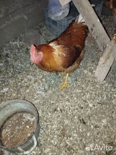 Молодые петухи