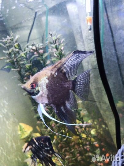 Скалярии голубая