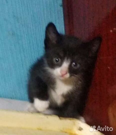 Кошка в дар бесплатно