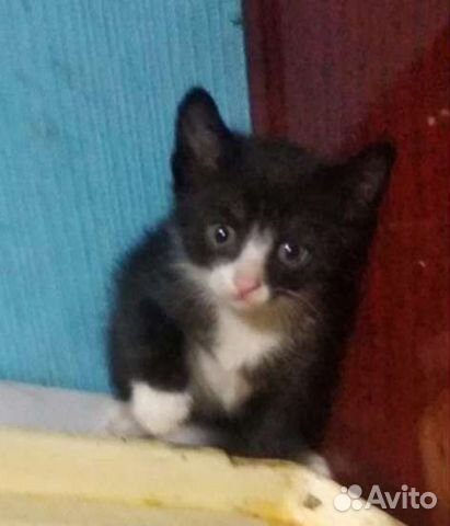 Кошка в дар бесплатно