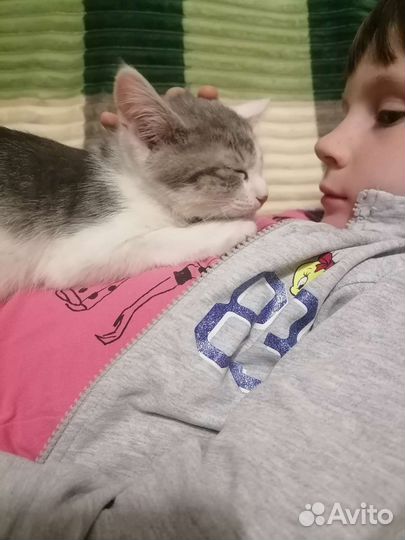 Котенок Гоша 3 месяца