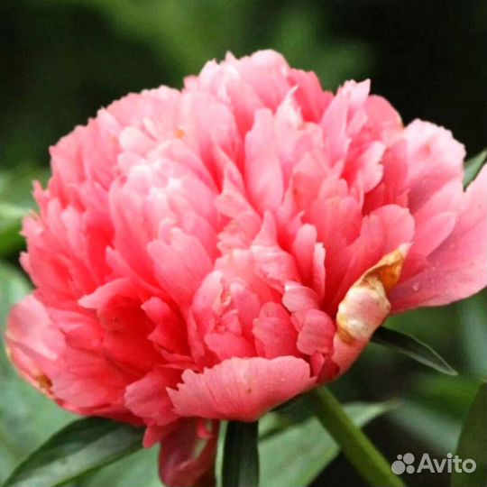 Пионы клубни Лорелей