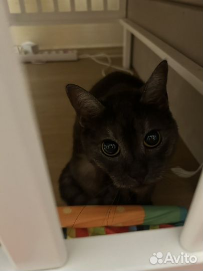 Кот - Чертик