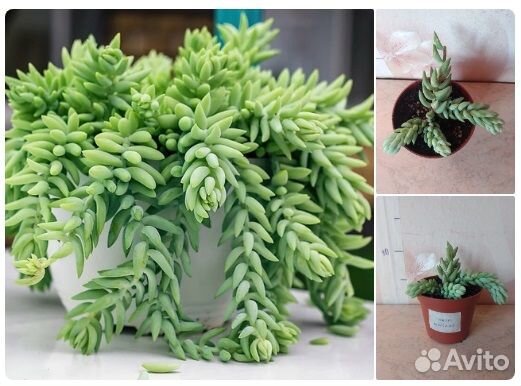 Седум Моргана