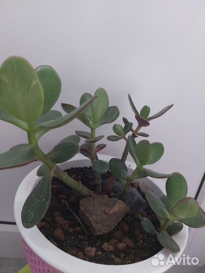 Композиции и саженцы крассула овата