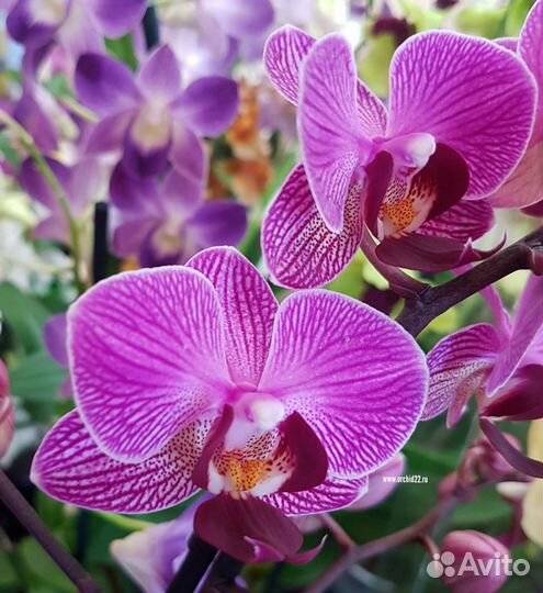Фаленопсисы мультифлора