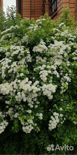 Туя мишка тедди,спирея вангутта