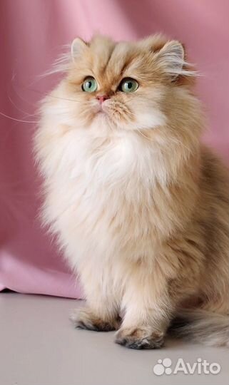 Золотая шиншилла