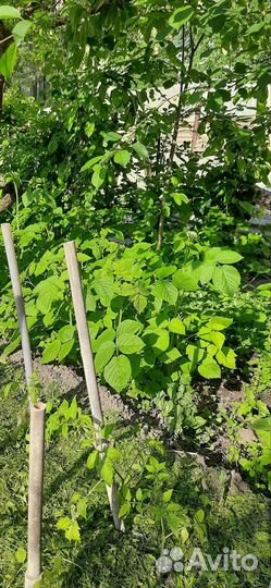 Ремонтантная малина