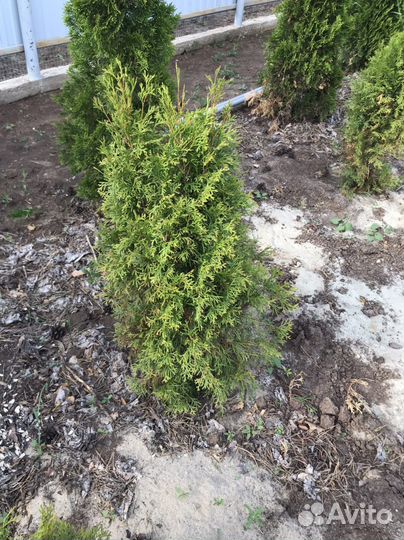 Туя смарагд