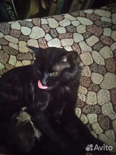 Котенок мальчик бесплатно