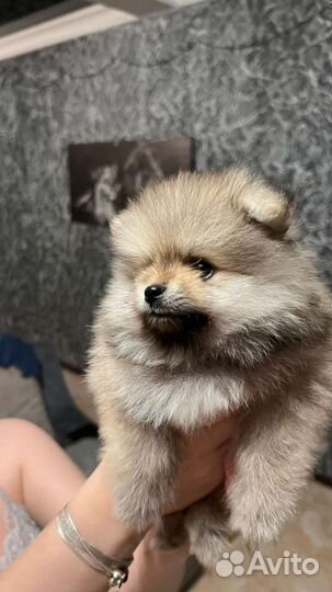 Померанский шпиц