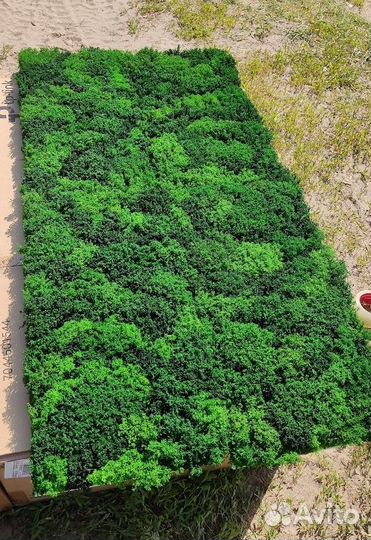 Премиум кочки королевского ягеля moss premium