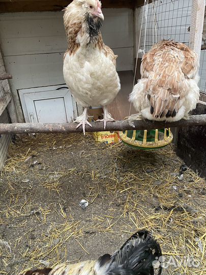 Фавероль лососевая