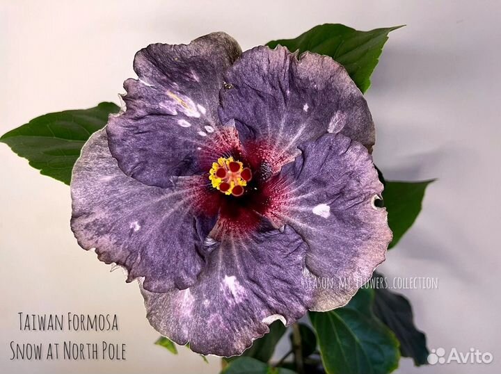 Сортовые гибискусы