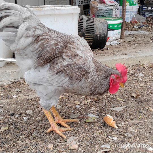 Молодые петухи