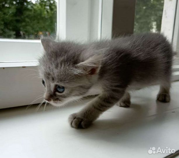 Кошечка в добрый руки :)