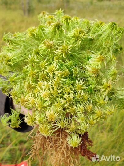 Мох/перлит/вермикулит/сад.маячки/капиллярн.маты